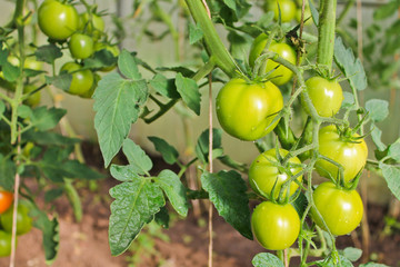 tomatoes, agriculture, harvest