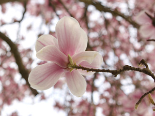 blooming pink magnolia buds on tree branches in spring