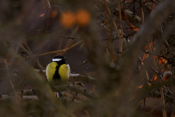 blue tit on a branch