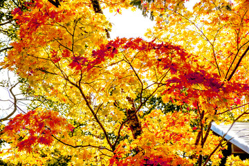 Maple autumn tint tree in forest, maple turn to red orange yellow in autumn season with sun light 