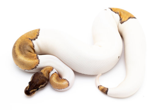 Ball Python Reptile Snake Isolated White Background