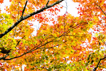 Naklejka na ściany i meble Maple autumn sunlight, maple tree branch in autumn turn to red, orange, green, yellow leaves in the autumn season 