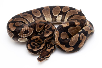 Ball Python Reptile Snake Isolated White Background