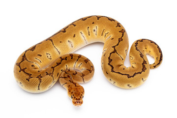 Ball Python Reptile Snake Isolated White Background