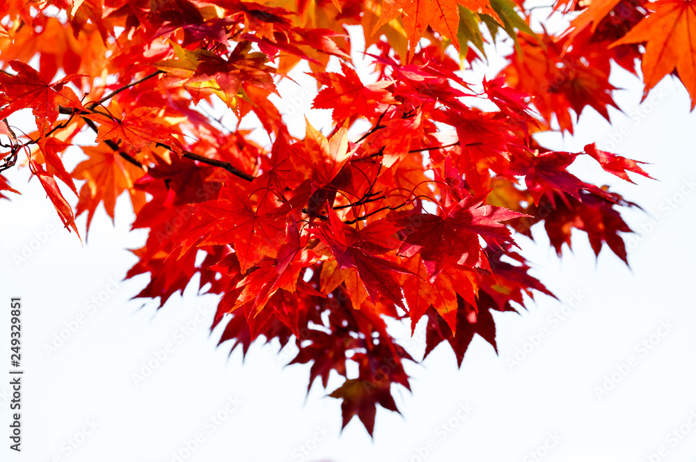 Wall mural red maple branches on white isolated background, maple tree branches on sky in autumn season, maple 