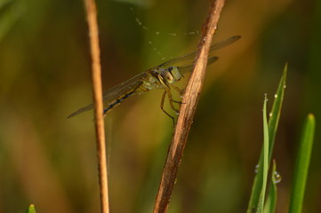 dragonfly on leaf