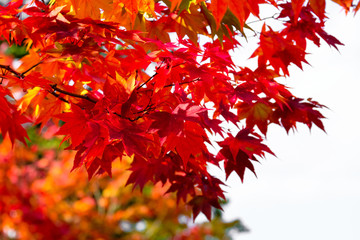 Red Maple branch tree background in autumn season, maple branches turn leaves from orange to red on day time, maple trees in season change, in Japan.