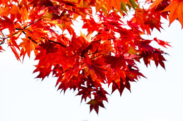 Red maple branches on white isolated background, Maple tree branches on sky in autumn season, maple...