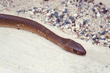 Death snake died close up on Concrete Floor