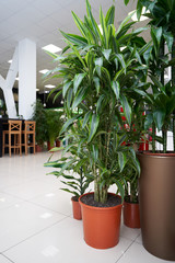 Home plant Pandanus in a brown pot stands on the floor in the room