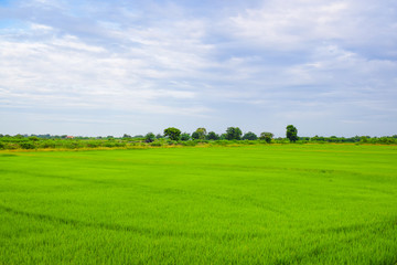 Beautiful view in nature, Green rice field