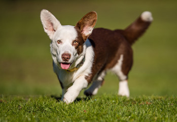 dog on grass