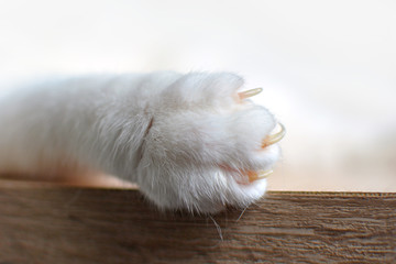 Close up of a white cat paw with extended claws