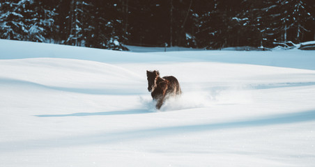 Nordland horse in Norway