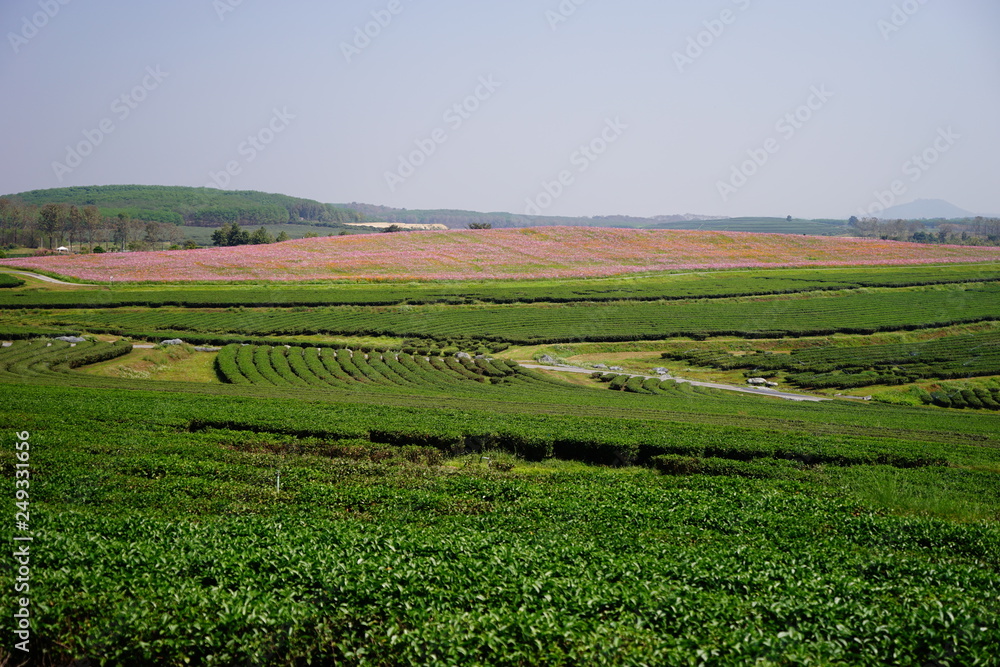 Sticker vineyard in france