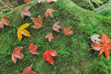 Beautiful maple leaves fall on the green arch rock, Tham Yai Waterfall, Phu Kra Dueng National Park, Loei, Thailand.
