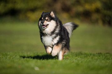 Portrait of a Finnish lap dog