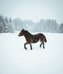 Fototapeta na wymiar Nordland horse in Norway