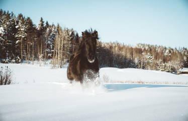Nordland horse in Norway