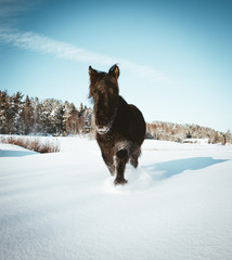 Nordland horse in Norway