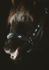 A black Nordland foal