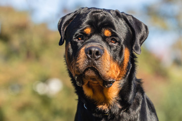 Obraz premium Portrait of a Rottweiler
