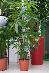 Home plant Pachira in a brown pot stands on the tiled floor in the room
