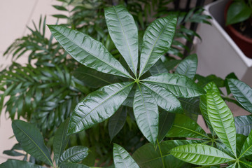 Beautiful and big green leaf of the pachira home plant