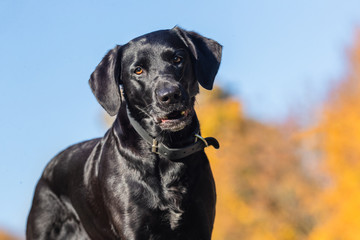 portrait of a dog