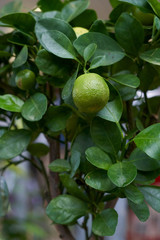 Beautiful homemade citrus plant Calamondin like a tangerine tree