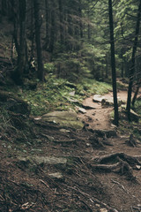 North scandinavian forest