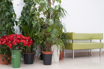 A place to relax or wait area, a golden sofa and large indoor plants and flowers stand side by side on the floor. Sofa and potted plants against a white wall, monstera, dracaena, pandanus and Anredera