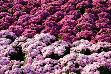 cabbage in the garden