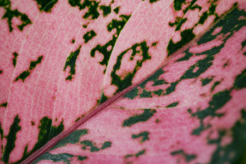 Pink pastel leaf abstact background in macro shot with copyspace for insert text.