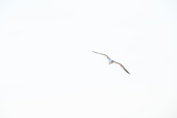 Seagulls in the sea