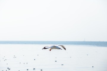 Seagulls in the sea