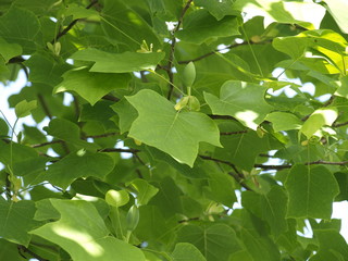 Liriodendron tulipifera - Feuilles lobées de couleur jaune-vert du tulipier de Virginie ou arbre au lis © Marc