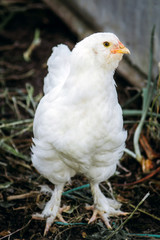 white chicken close up