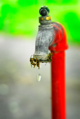 Bees Hornets on Water Faucet Dripping Water Insects
