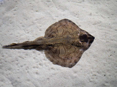 Undulate Ray over white sand