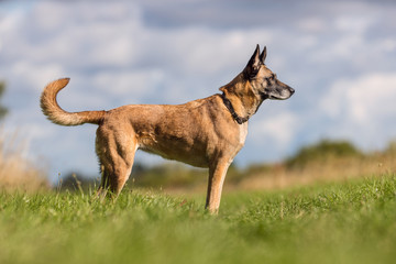 german shepherd