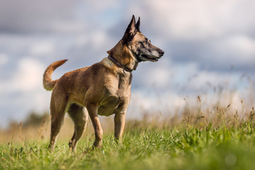 german shepherd dog on the grass