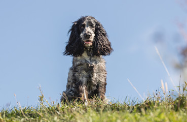 dog on grass