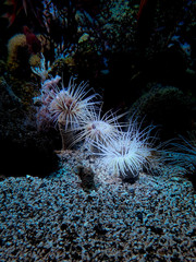 Under water picture of tube anemone
