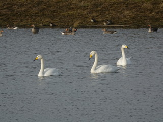 whooper swans (Cygnus cygnus) with geese in background