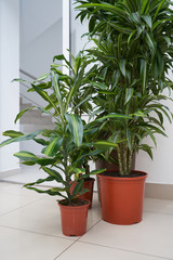 Two beautiful home plants Pandanus in brown pots stand on the floor in the room
