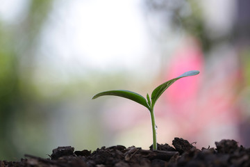 small tree sapling plants planting with dew