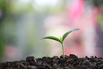 small tree sapling plants planting with dew