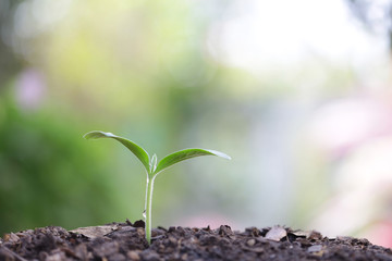 small tree sapling plants planting with dew