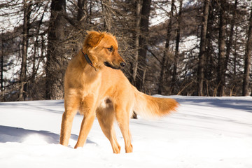 chien roux dans la neige